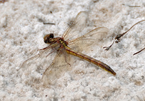 2010_03_18_Charlton_Gomphus minutus_Cypress Clubtail